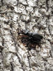 Жук-олень_копуляция